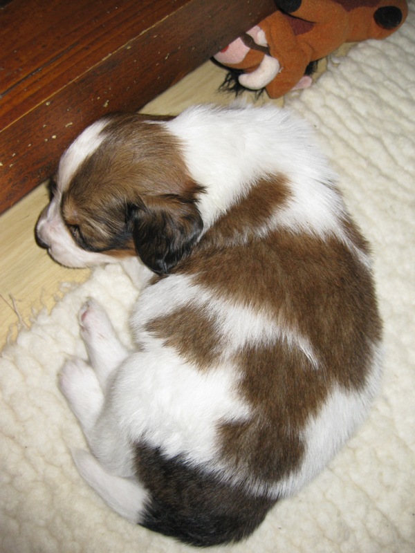 Puppies